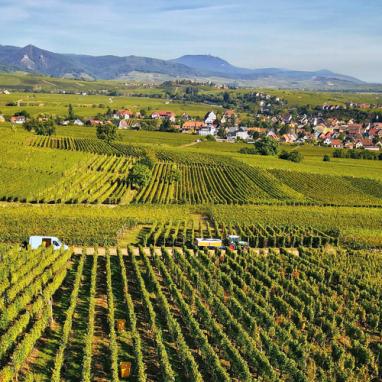 Des vignes en Alsace